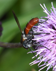 Cylindromyia bicolor