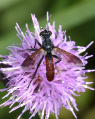 Cylindromyia bicolor