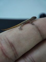 Cnemaspis mysoriensis