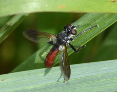 Cylindromyia bicolor