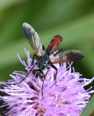 Cylindromyia bicolor