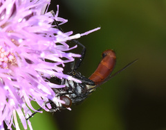 Cylindromyia bicolor