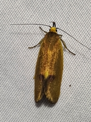 Delexocha ochrocausta