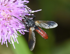 Cylindromyia bicolor