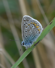 Polyommatus icarus