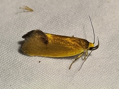 Delexocha ochrocausta