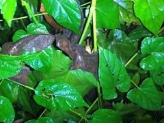 Capnogryllacris spinosa