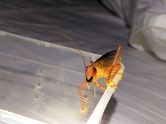 Capnogryllacris spinosa