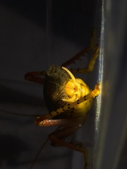 Capnogryllacris spinosa