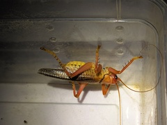 Capnogryllacris spinosa