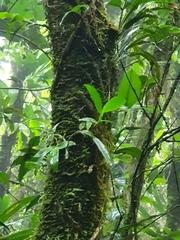 Epidendrum jamaicense