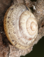 Hygromia cinctella