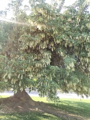 Phytolacca