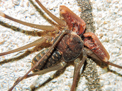 Acanthophrynus coronatus