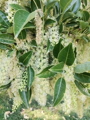 Phytolacca