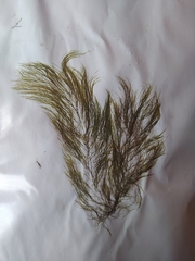 Desmarestia confervoides