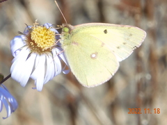 Colias poliographus