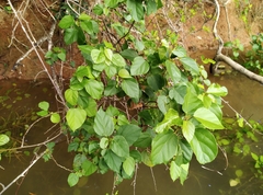 Mallotus repandus