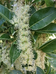 Phytolacca