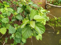 Mallotus repandus