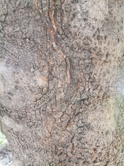Phytolacca