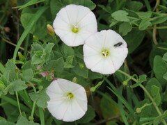 Convolvulus arvensis