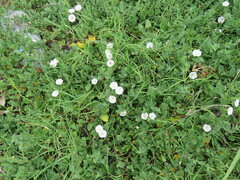 Convolvulus arvensis