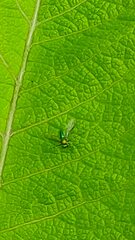 Condylostylus comatus