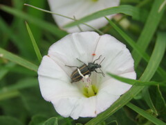 Convolvulus arvensis