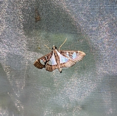 Glyphodes conclusalis