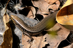 Chalcides sexlineatus