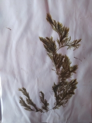 Desmarestia confervoides