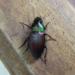 Neoaulacoryssus speciosus