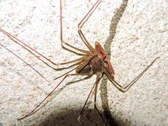 Acanthophrynus coronatus