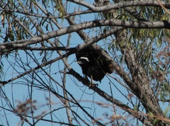 Buteogallus anthracinus