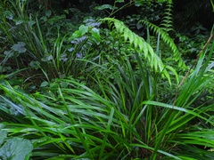 Takydromus intermedius