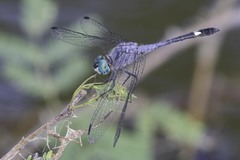 Micrathyria aequalis