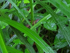 Takydromus intermedius