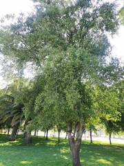 Quillaja saponaria