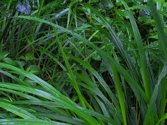 Takydromus intermedius