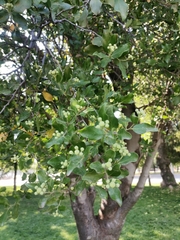 Quillaja saponaria