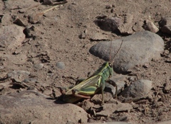 Melanoplus thomasi