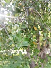 Quillaja saponaria