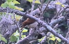 Furnarius leucopus cinnamomeus