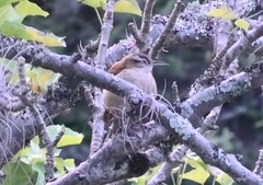 Furnarius leucopus cinnamomeus