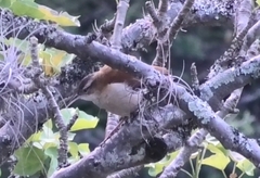 Furnarius leucopus cinnamomeus