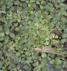 Cymbalaria muralis