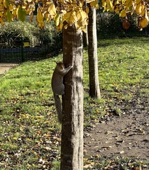 Sciurus carolinensis