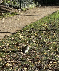 Sciurus carolinensis