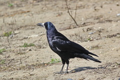 Corvus frugilegus